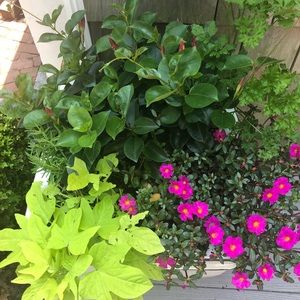 Meet your Posher, Ellen